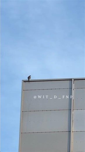 Cooper's Hawk: "Look there!" #accipiter #birdsofprey #coopershawk #hawk #falconry #NYC #GodBless