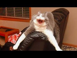 When you have a dramatic cat 😂 Funny Cat Videos 2024😹