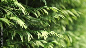 Thuja foliage close-up moves in the wind in the garden. Hedgerow close-up. Slow motion. Selective focus