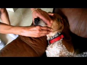 Beagle reverse sneezing solution