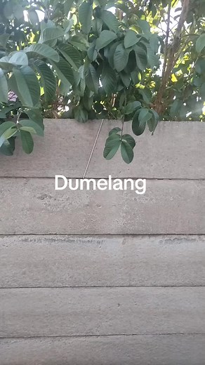 Discover the Charm of Gauteng's Young Talent