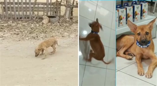 Caso externo ❤️  Paquito  Angelito rescatado de la calle, tiene una...