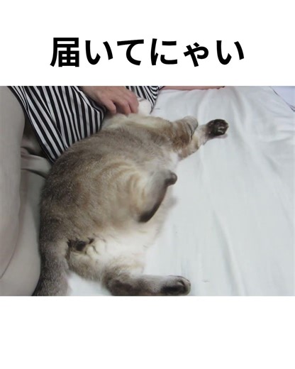 届いてにゃい