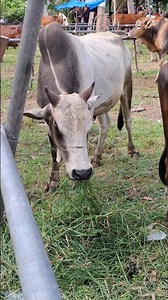 calon sapi jumbo, sapi brahman #sapiputih #sapilucu #sapijoget #cows