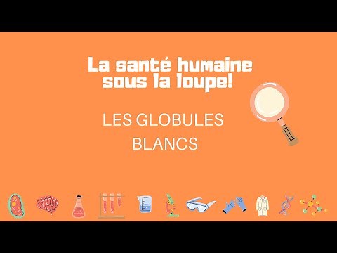 Les globules blancs de notre système immunitaire