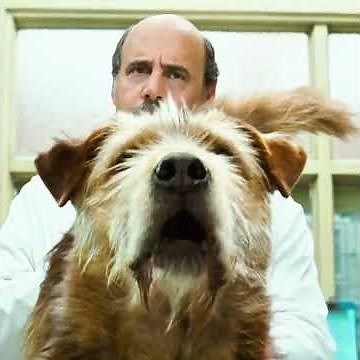 Surgeon Wakes Up After Crash… And Can Suddenly Talk to Animals | Doctor Dolittle (1998)#movie