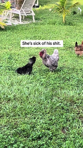 Chickens Fighting: Pickles vs Nice Chicken