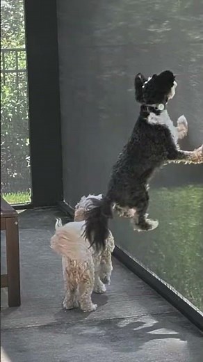 Cavapoo Puppies' Playful Adventure trying to get the lizard! 😅♥️
