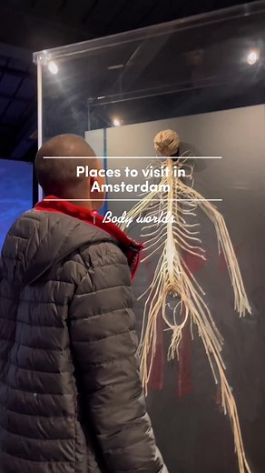 Discover the Fascinating World of Plastinated Bodies at Body Worlds