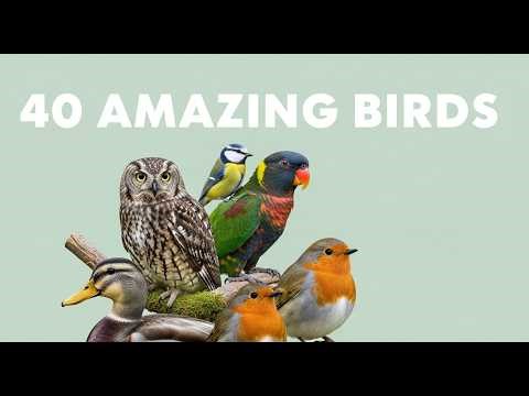 40 Birds Name in English Birds Song for Kids | Learning Birds for Kindergarten | HabitotoKids