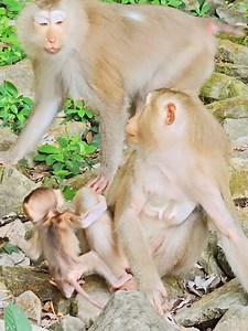 790K views · 4K reactions | Wow fantastic! What monkey Joyce lip-smacking lulling Ketrina? #monkeydluffy #monkeycute #babymonkey #monkeyface #lovely #monkey #cute #animals #animalsbaby #poormonkey #monkeycry #cuteanimals | Monkey TV7 | Facebook