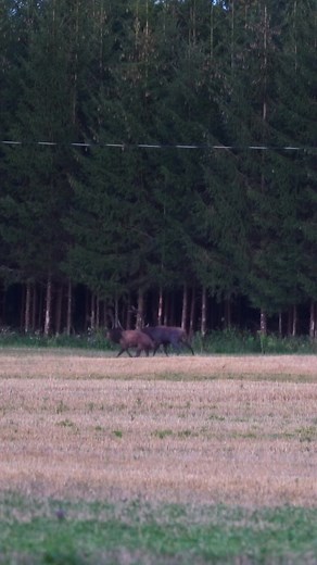 Two red stag fighting! 🌲🦌 #deer #hunting