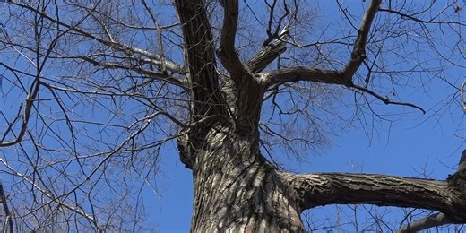 We The People: How Iowa is part of the effort to save the rare American chestnut tree