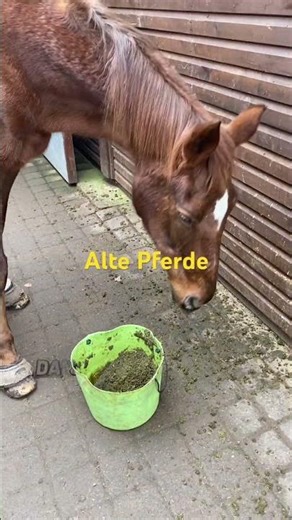Alte Pferde #pferd #horse #equestrian #reiten #pferde #pony #pferdetraining #stall #pferdewelt