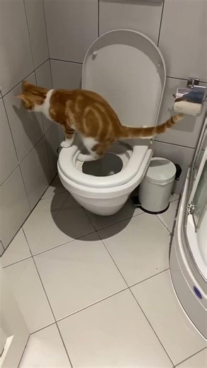 Have you ever seen a cat use a real toilet? 🚽🐱