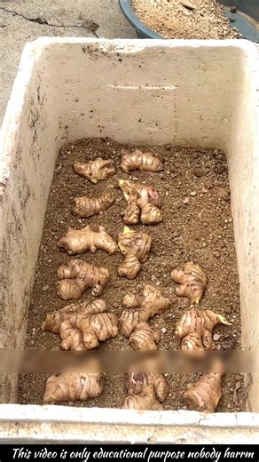 Ginger can be easily grown in a pot at home, but don't make this mistake.#ginger