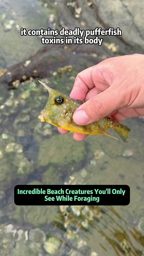 Incredible Beach Creatures Found While Foraging