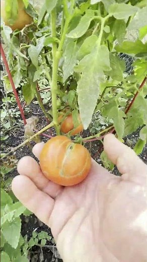 Harvesting Florida 91 Tomatoes 14 Sep 25
