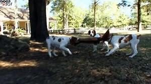 DOGS 101 - Brittany [ENG]
