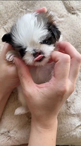 ANGEL THE CLEFT LIP PUPPY #shihtzu #dog #toocute #toocute #shihtzupuppy #dogLOVER #pet #puppylove #puppy #shihtzulover #CLEFTLIP #pup | Ma Lor