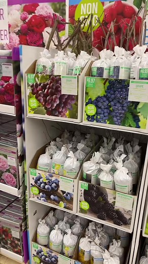 EBT Gardening: Fruit Trees & More at Walmart