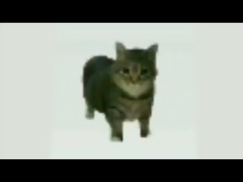 Spinning Cat Meme Template | OIIAIOIIIAI Meme