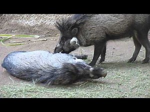VISAYAN WARTY PIG
