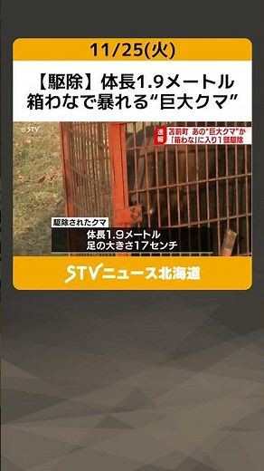 [Extermination] 1.9-meter-long "huge bear" rampaging in a box trap. Possibly one of the many sigh...