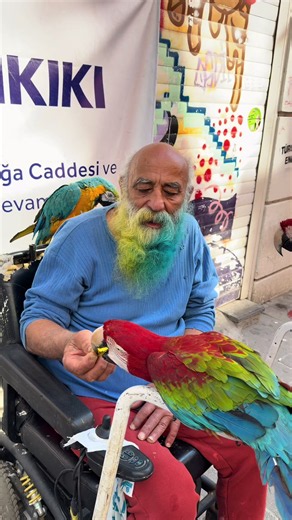 Papağan Baba Her Yerde: İstanbul'da Renkli Macaw Gezintisi