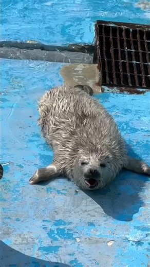 ゴマフアザラシの赤ちゃん ノシャップ寒流水族館 稚内市観光