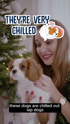 The Quietest Dog Breeds! #shorts