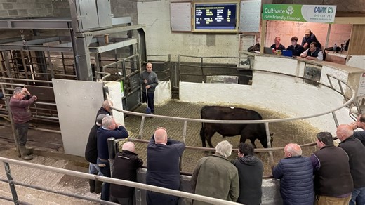 Mart report: Latest look at cattle trade and prices