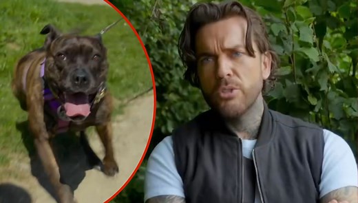 For Dogs' Sake viewers in tears as Pete Wicks shares update on his foster dog Crumble