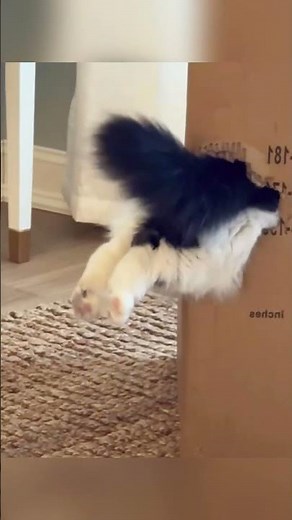 Cat like box 📦 #cat #cats #funny #lol #fyp #funnyvideo #foryou #cute #funnycat #box #ytshorts