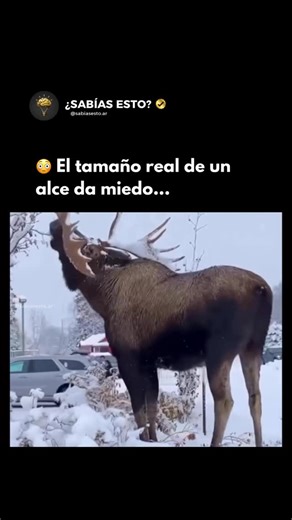 ¿Sabías Esto? 🧠 on Instagram: "El alce es uno de los animales terrestres más grandes del mundo 🤯 Puede medir hasta 2,3 metros de altura y superar los 3 metros de largo, por lo que su tamaño real es comparable —e incluso mayor— al de una persona. Verlo de cerca resulta realmente impactante 😳 #alce #animales #curiosidades #naturaleza #viral"