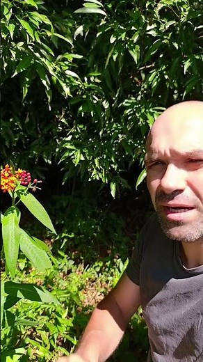 Asclepias curassavica.