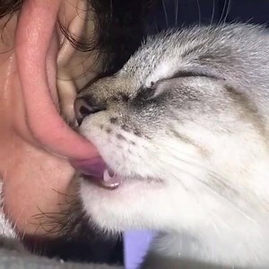 🐈🐈♥️♥️♥️ For more videos like our page ♥️ ♥️♥️ | Just4Fun