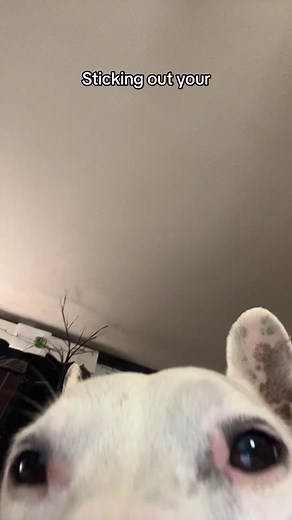 Sticking out your GYAT 😍 for the RIZZLER 🎩ur so SKIBIDI 🚽 ur so FANUM TAX 🌭 i just wanna be ur SIGMA 💪#greenscreenvideo