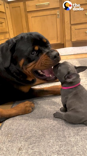 Rottweiler gets a tiny puppy and doesn't know what to do with her until she teaches him how to play together 💕 | The Dodo