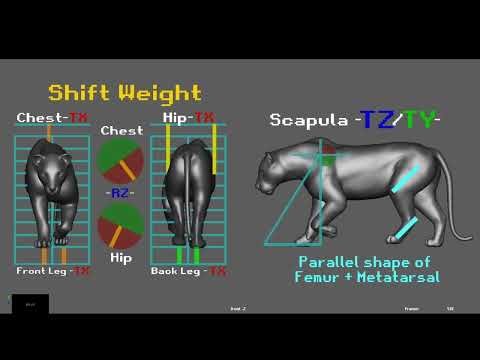Basic Lion walk Cycle Reference Breakdown