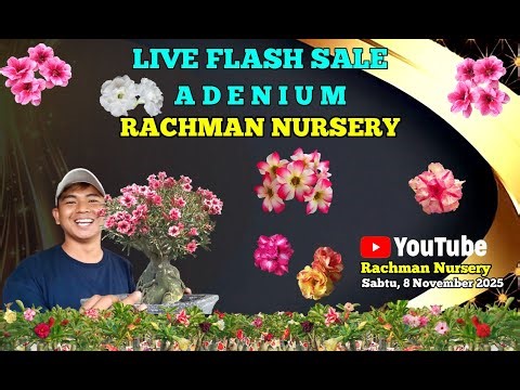 🔴Live Flash Sale Adenium Bunga Tumpuk dan Karakter (8 November 2025)#rachmannursery #adenium