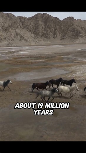 Why American Amphicyon went extinct? #extinctanimals #prehistoric