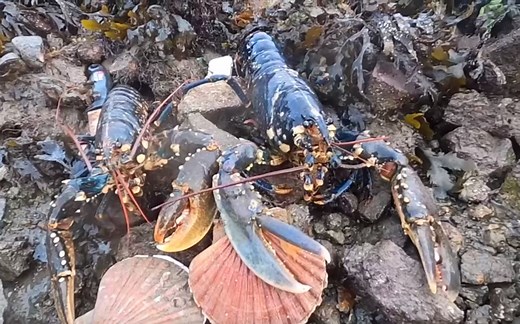 【英国赶海】Catch and cook 抓到大龙虾，牡蛎，扇贝等【英文字幕】