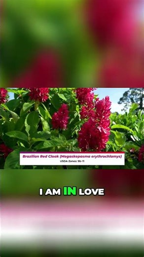 Discover Why Brazilian Redcloaks Are the Ultimate Garden Jewel! #shorts