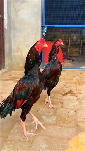 Is This The Most Expensive Aseel Rooster?