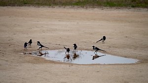 Birds, Puddle, Sand. Free Stock Video