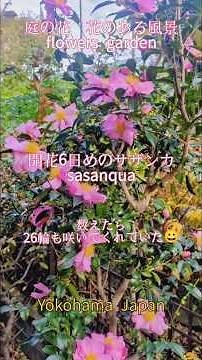 庭の花 開花6日めのサザンカ Sasanqua #庭の花 #flowers garden #庭のある暮らし #山野草 #花のある暮らし #nature #花のある風景 #花風景 #サザンカ #山茶花