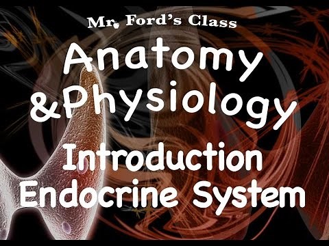 Endocrine System : Introduction to the Endocrine System (12:01)