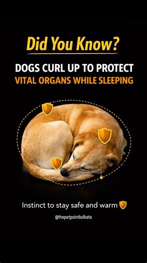 🐶 Dogs curl up to protect vital organs while sleeping — why do they do this? #ytshorts #petlovers