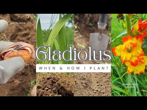 When & How I Plant Gladiolus Bulbs; My Favorite Beginner Friendly Spike Cut Flower!